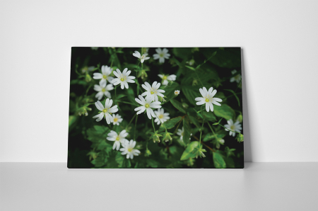 Tablou canvas : Floricele albe [1]