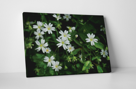 Tablouri Canvas - Tablou canvas : Floricele albe