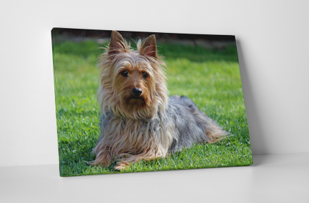 Animale - Tablou canvas : Caine in iarba