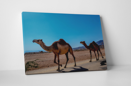 Animale - Tablou canvas : Camile la plimbare