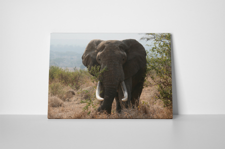 Tablou canvas : Elefant urias [1]