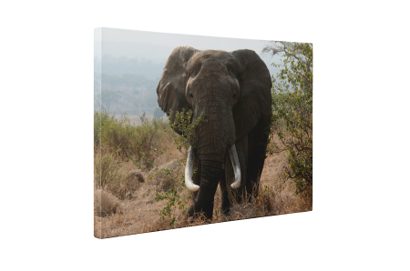 Tablou canvas : Elefant urias [4]