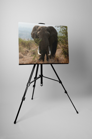 Tablou canvas : Elefant urias [2]