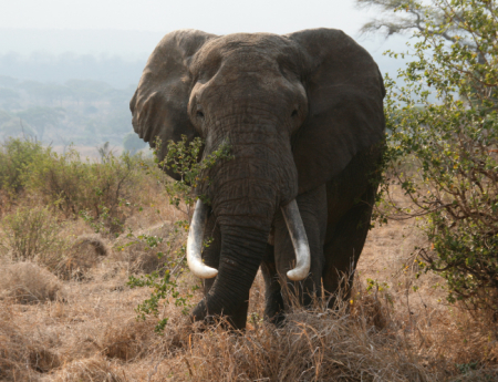 Tablou canvas : Elefant urias [3]