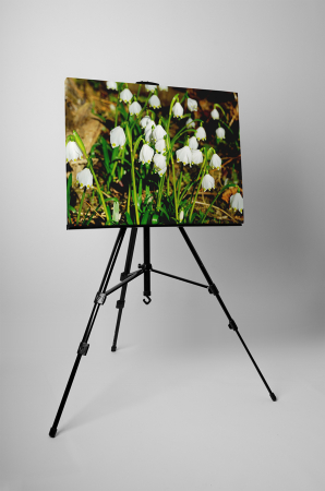 Tablou canvas : Lacrimioare [2]