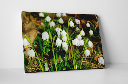 Tablouri Canvas - Tablou canvas : Lacrimioare