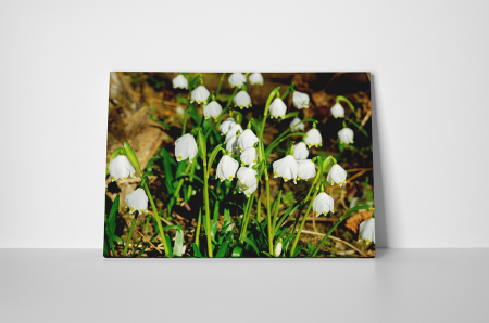 Tablou canvas : Lacrimioare [1]