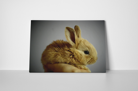 Tablou canvas : Iepuras [1]