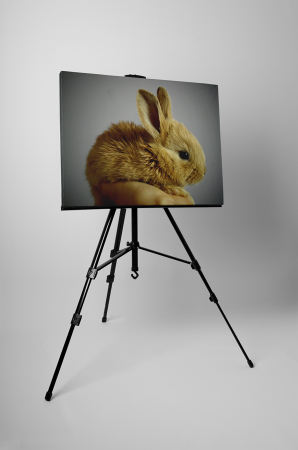 Tablou canvas : Iepuras [2]