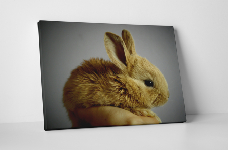 Animale - Tablou canvas : Iepuras