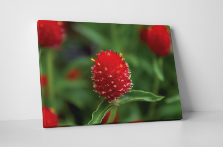 Tablouri Canvas - Tablou canvas : Floare rosie cu puff