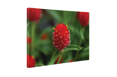 Tablou canvas : Floare rosie cu puff [4]