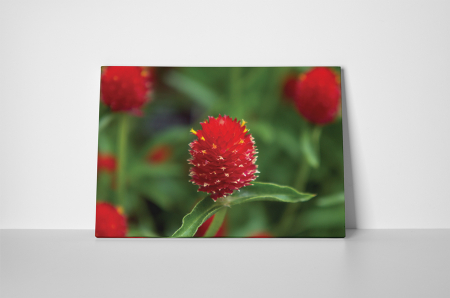 Tablou canvas : Floare rosie cu puff [1]