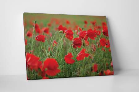 Tablouri Canvas - Tablou canvas : Maci