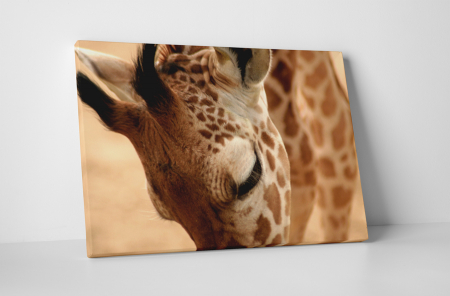 Animale - Tablou canvas : Girafa