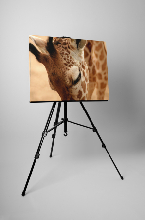 Tablou canvas : Girafa [2]