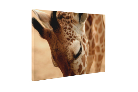 Tablou canvas : Girafa [4]