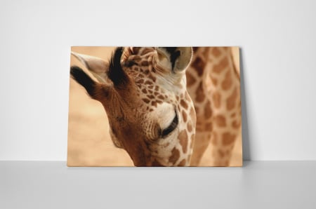 Tablou canvas : Girafa [1]