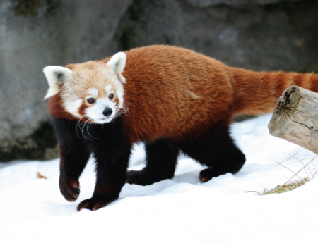 Tablou canvas : Panda rosu in zapada [3]