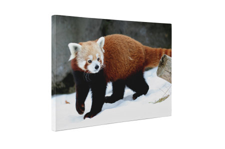 Tablou canvas : Panda rosu in zapada [4]