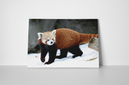 Tablou canvas : Panda rosu in zapada [1]