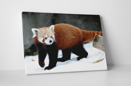 Animale - Tablou canvas : Panda rosu in zapada