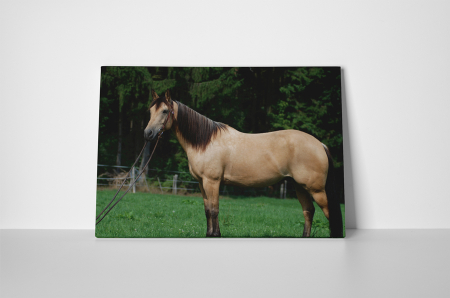 Tablou canvas : Armasarul mandru [1]