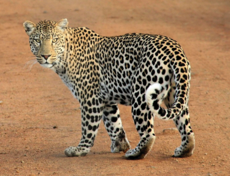Tablou canvas : Leopard [3]