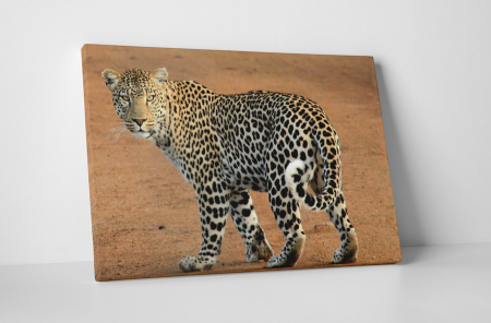 Animale - Tablou canvas : Leopard