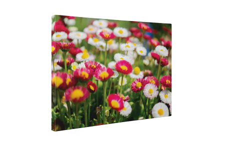 Tablou canvas : Margarete colorate [4]
