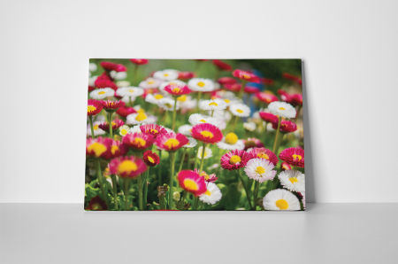 Tablou canvas : Margarete colorate [1]