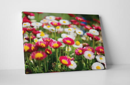 Tablouri Canvas - Tablou canvas : Margarete colorate