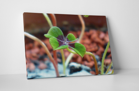 Tablouri Canvas - Tablou canvas : Trifoi cu patru foi