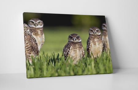 Animale - Tablou canvas : Bufnite atente