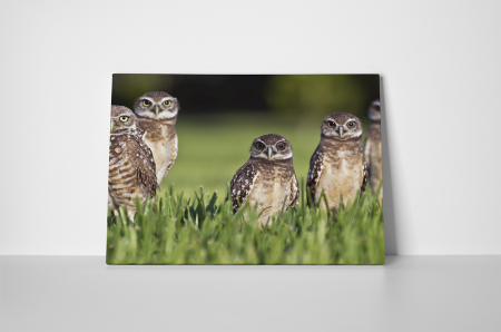 Tablou canvas : Bufnite atente [1]