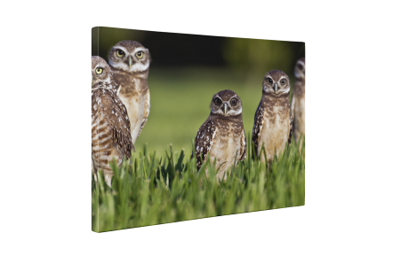 Tablou canvas : Bufnite atente [4]