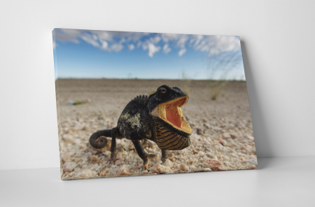 Animale - Tablou canvas : Cameleonul flamand