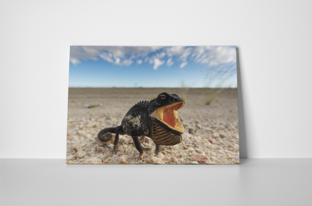 Tablou canvas : Cameleonul flamand [1]