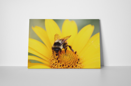 Tablouri Canvas - Tablou canvas : Floral