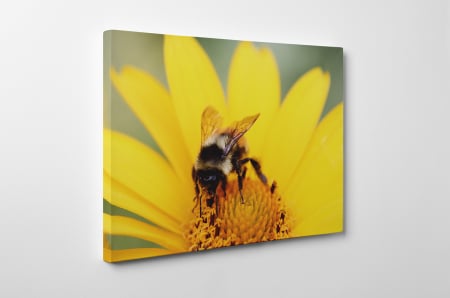 Tablou canvas : Floral [1]