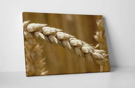 Natură - Tablou canvas : Grau copt