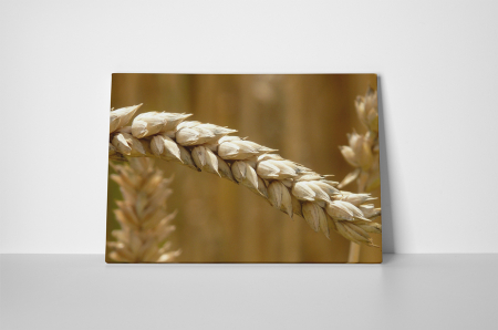 Tablou canvas : Grau copt [1]