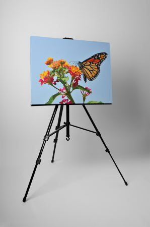 Tablou canvas : Fluture colorat [2]