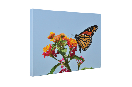 Tablou canvas : Fluture colorat [4]