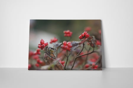 Tablou canvas : Boabe de macese coapte [1]