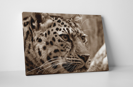 Animale - Tablou canvas : Pantera