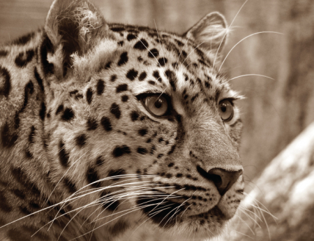 Tablou canvas : Pantera [3]