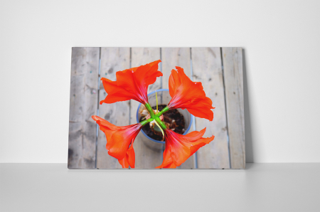 Tablouri Canvas - Tablou canvas : Pentru iubitorii de flori