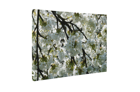 Tablou canvas : Mar inflorit [4]