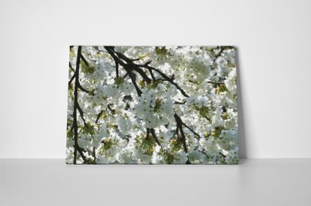 Tablou canvas : Mar inflorit [1]